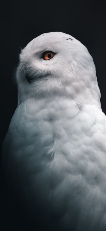 snowy owl, yellow eyes Wallpaper 1080x2340