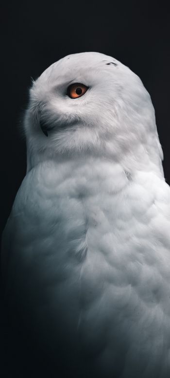 Обои 1080x2400 снежная сова, желтые глаза