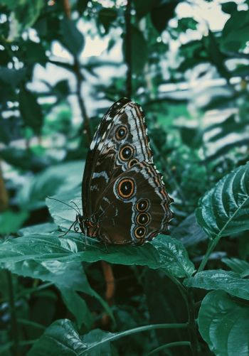 butterfly, plants Wallpaper 1668x2388