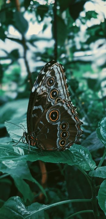 butterfly, plants Wallpaper 1080x2220