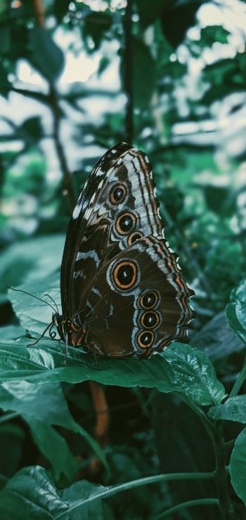 butterfly, plants Wallpaper 1440x3040