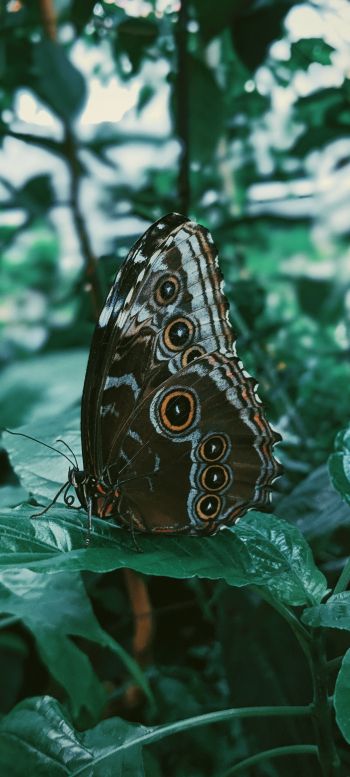 butterfly, plants Wallpaper 1080x2400