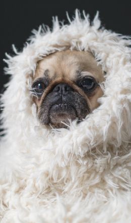 pug, pet Wallpaper 600x1024