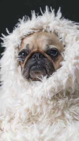 pug, pet Wallpaper 750x1334