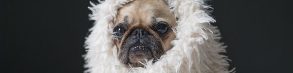 pug, pet Wallpaper 1590x400