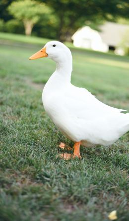 white duck, bird Wallpaper 600x1024