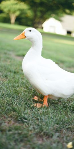 white duck, bird Wallpaper 720x1440