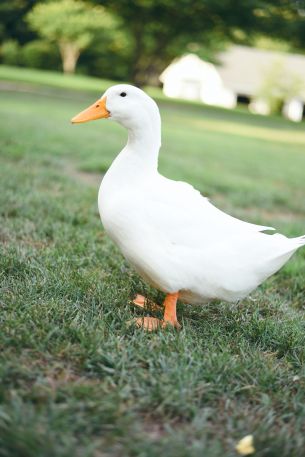 white duck, bird Wallpaper 640x960