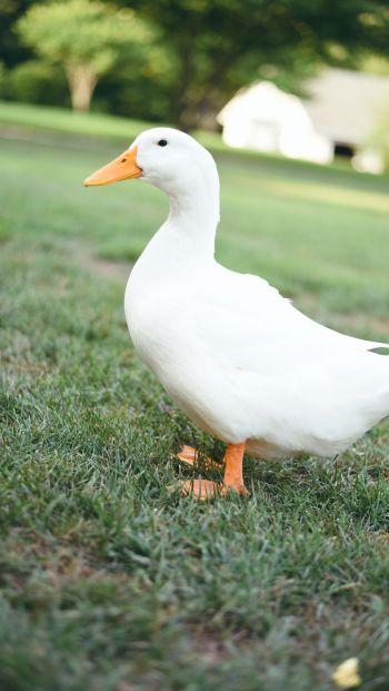 white duck, bird Wallpaper 640x1136