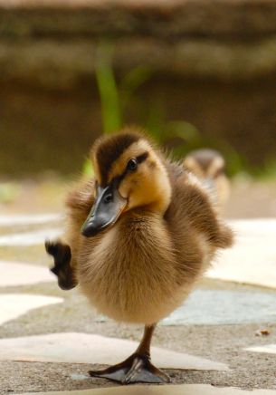 ducklings, baby Wallpaper 1668x2388