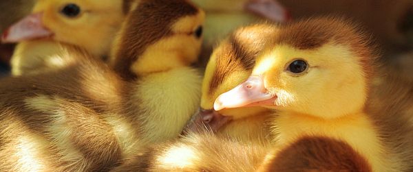 ducklings, kids Wallpaper 3440x1440