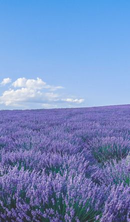 flower field Wallpaper 600x1024