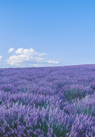 flower field Wallpaper 1640x2360