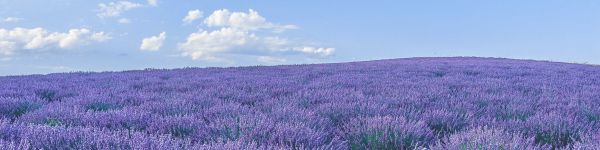 flower field Wallpaper 1590x400