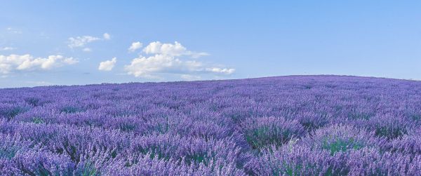 flower field Wallpaper 3440x1440