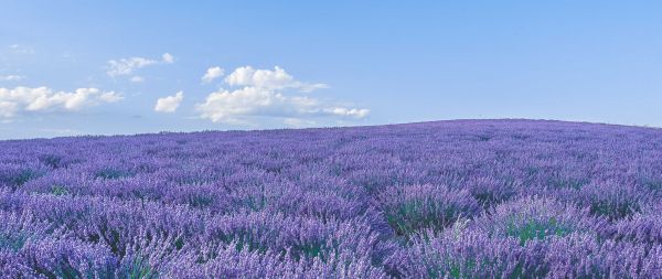 flower field Wallpaper 2560x1080