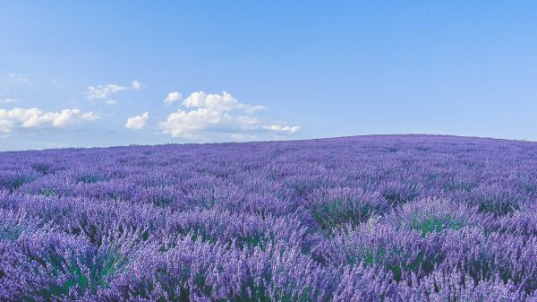 flower field Wallpaper 1366x768