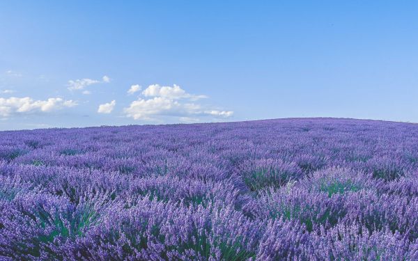 flower field Wallpaper 1920x1200