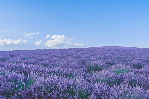 flower field Wallpaper 4272x2856