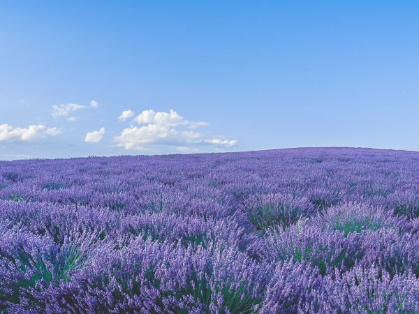 flower field Wallpaper 1024x768