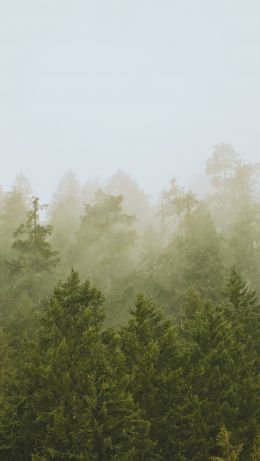 coniferous forest, fog Wallpaper 640x1136