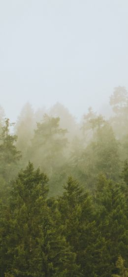 coniferous forest, fog Wallpaper 1170x2532
