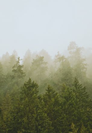 coniferous forest, fog Wallpaper 1640x2360