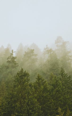 coniferous forest, fog Wallpaper 1752x2800