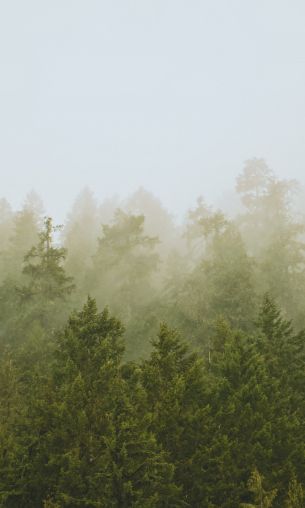 coniferous forest, fog Wallpaper 1200x2000