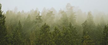 Обои 3440x1440 хвойный лес, туман