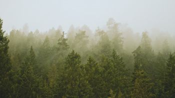 Обои 1600x900 хвойный лес, туман
