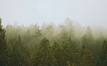Обои 2560x1600 хвойный лес, туман
