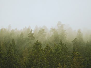 Обои 1024x768 хвойный лес, туман