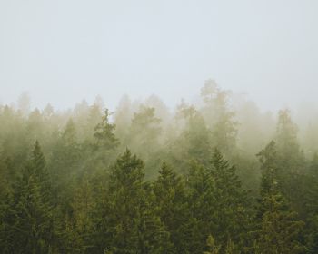 Обои 1280x1024 хвойный лес, туман