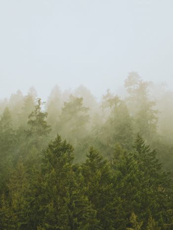Обои 1620x2160 хвойный лес, туман