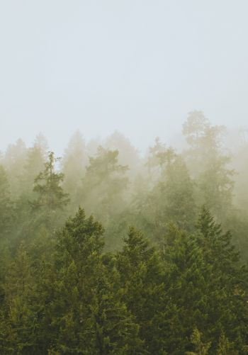 Обои 1668x2388 хвойный лес, туман