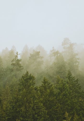 coniferous forest, fog Wallpaper 1640x2360