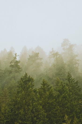 Обои 640x960 хвойный лес, туман