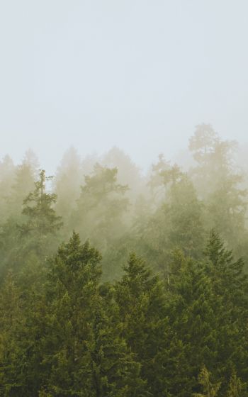 Обои 1600x2560 хвойный лес, туман