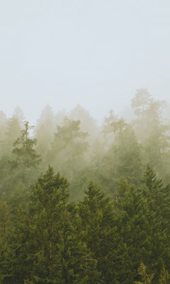 Обои 1200x2000 хвойный лес, туман