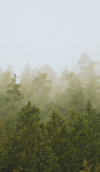 Обои 600x1024 хвойный лес, туман