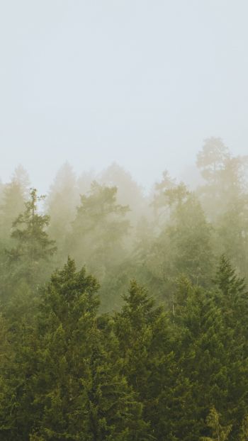 Обои 750x1334 хвойный лес, туман
