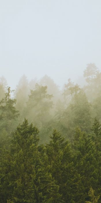 Обои 720x1440 хвойный лес, туман