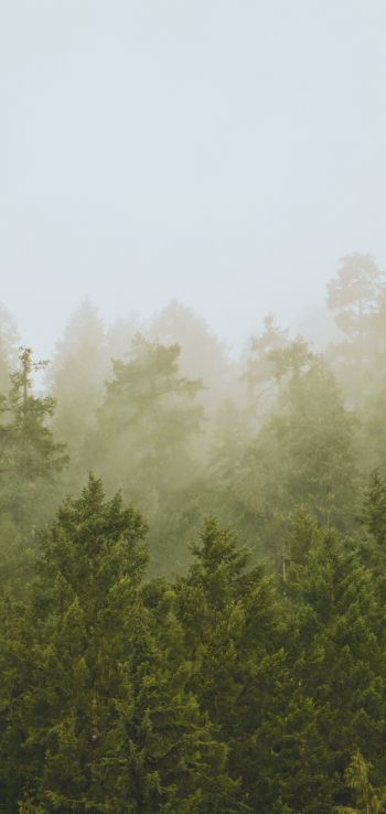 Обои 720x1520 хвойный лес, туман