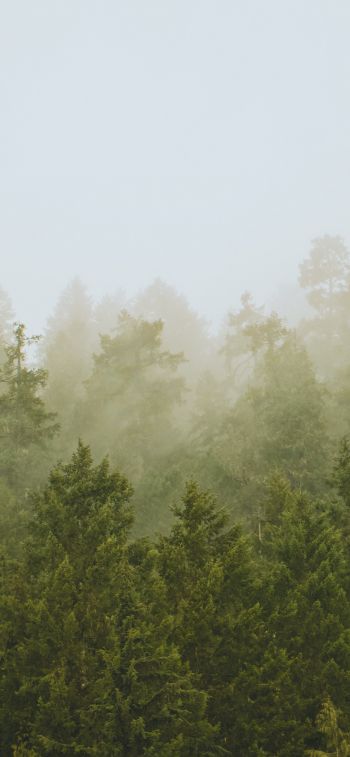 Обои 828x1792 хвойный лес, туман