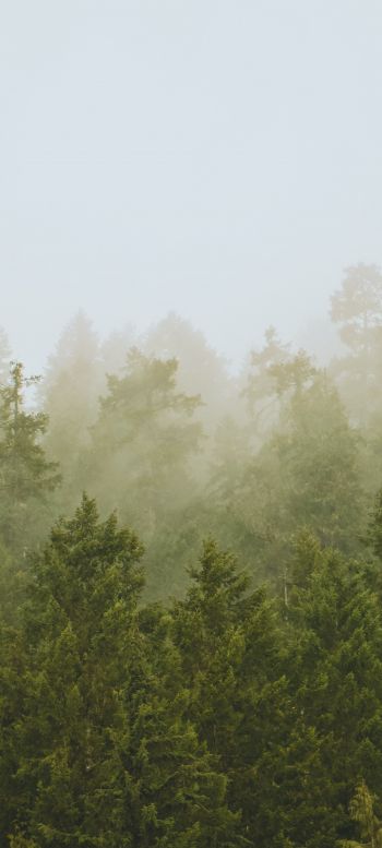 Обои 1080x2400 хвойный лес, туман