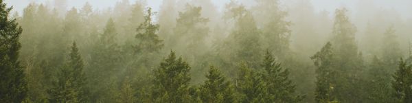 coniferous forest, fog Wallpaper 1590x400