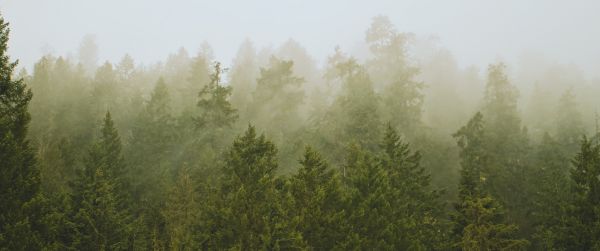 coniferous forest, fog Wallpaper 3440x1440