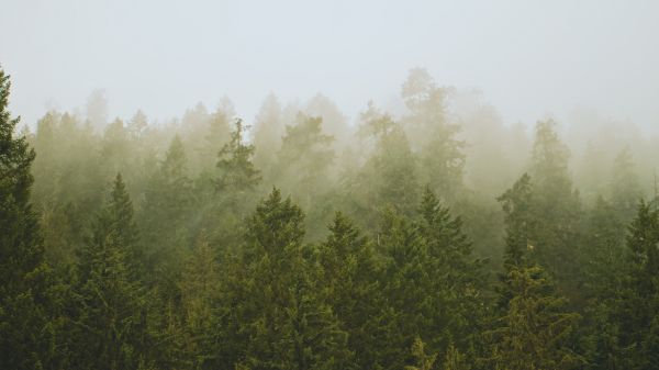 coniferous forest, fog Wallpaper 1366x768
