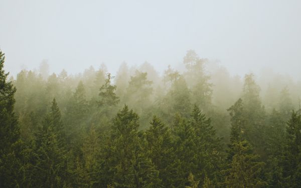 coniferous forest, fog Wallpaper 1920x1200